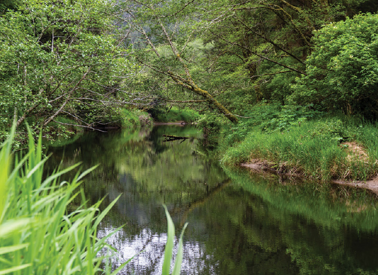 Byrne Creek Ravine Park image